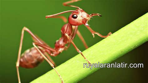 rüyada karınca yiyen hayvan görmek